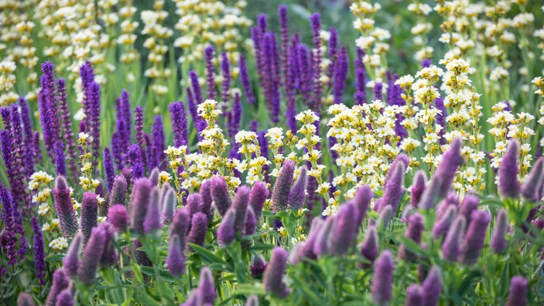 A colourful mixed flower border featuring tall purple blooms and clusters of small white-and-yellow flowers, with soft green foliage and a blurred garden background.